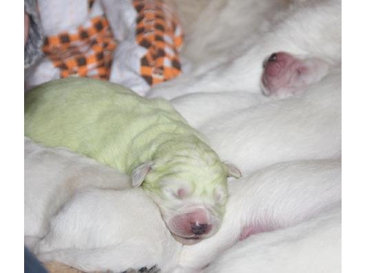 Bunter Hund D GRÜNER HUND