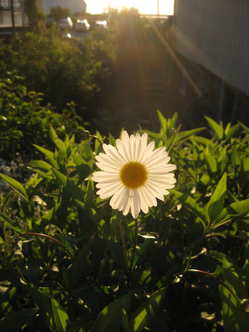 Flower in The Swedish Sun