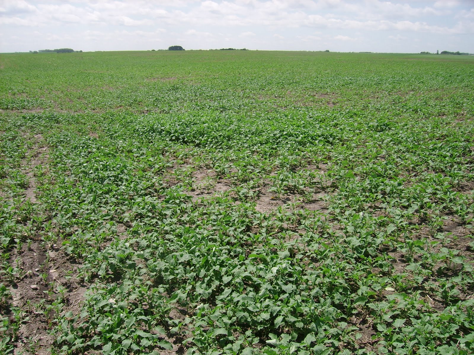Kernels of Hope Jardine Family Farms Brookdale, Manitoba