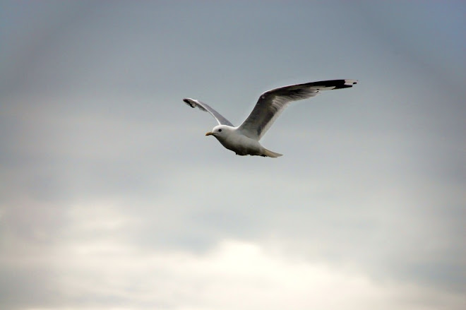 Larus Canus