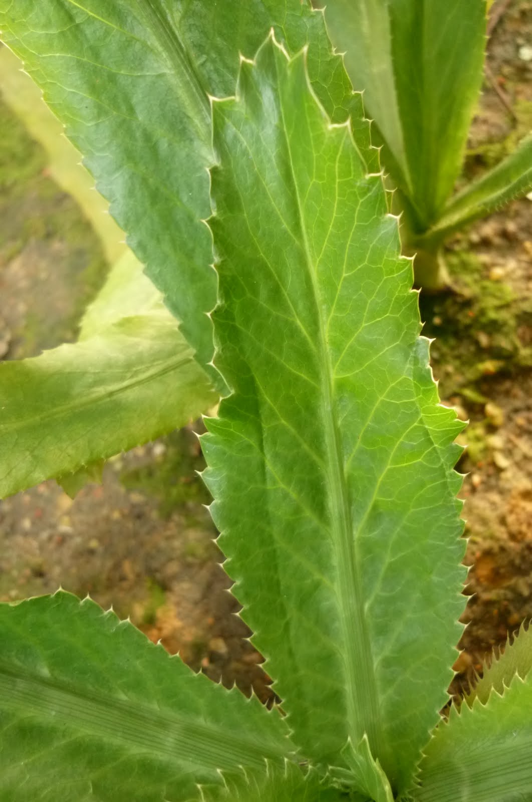 My Little Potted Garden Sawtooth Coriander