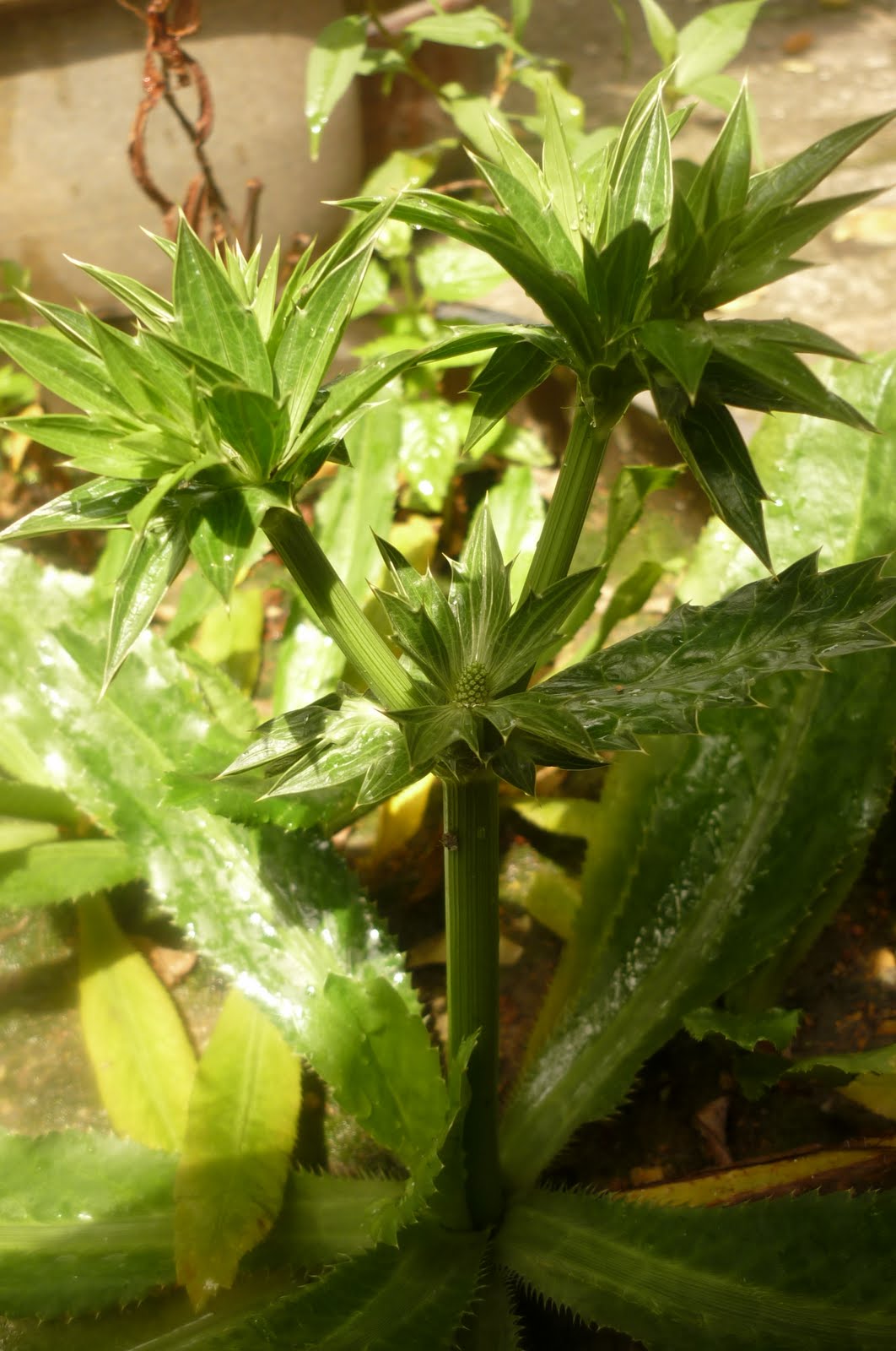 My Little Potted Garden Sawtooth Coriander / My Corianders!
