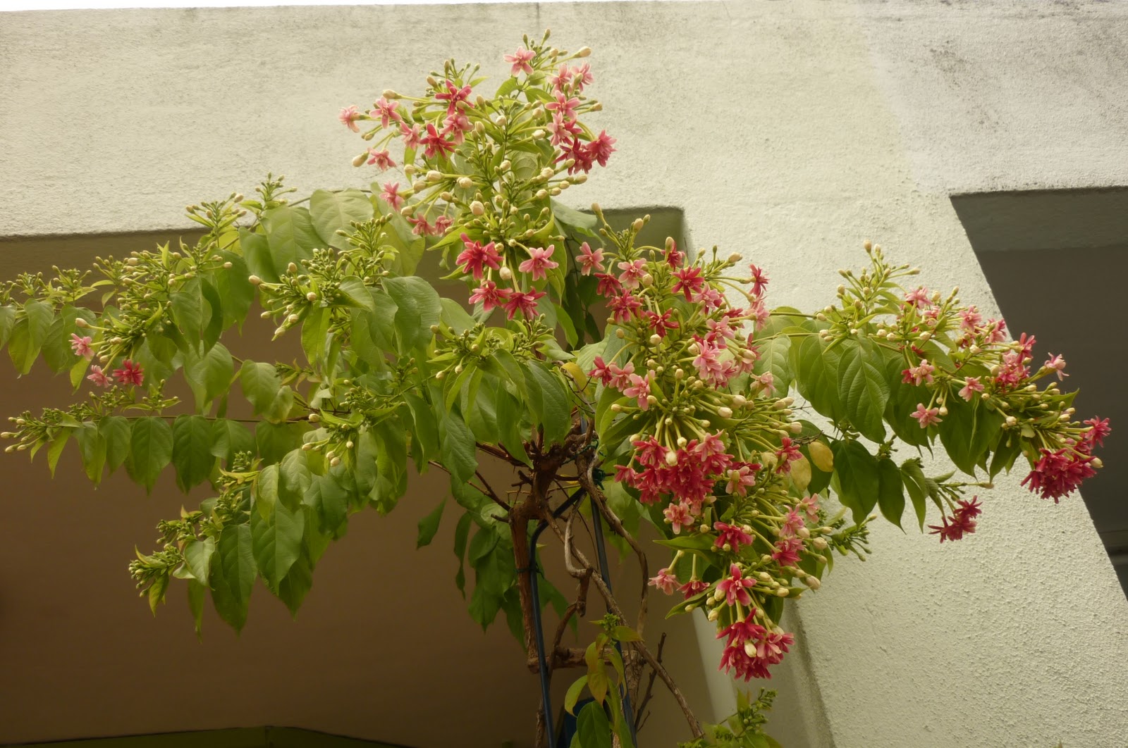 My Little Potted Garden Rangoon Creeper