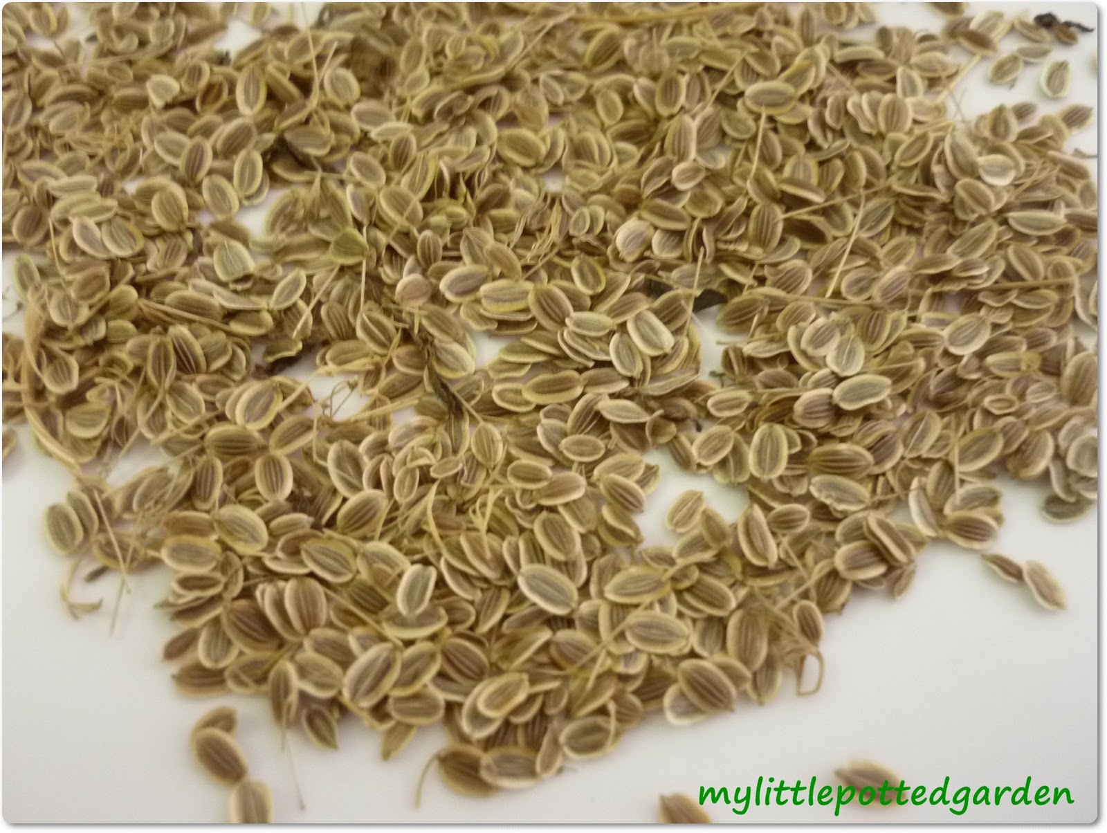 My Little Potted Garden Dill Seeds