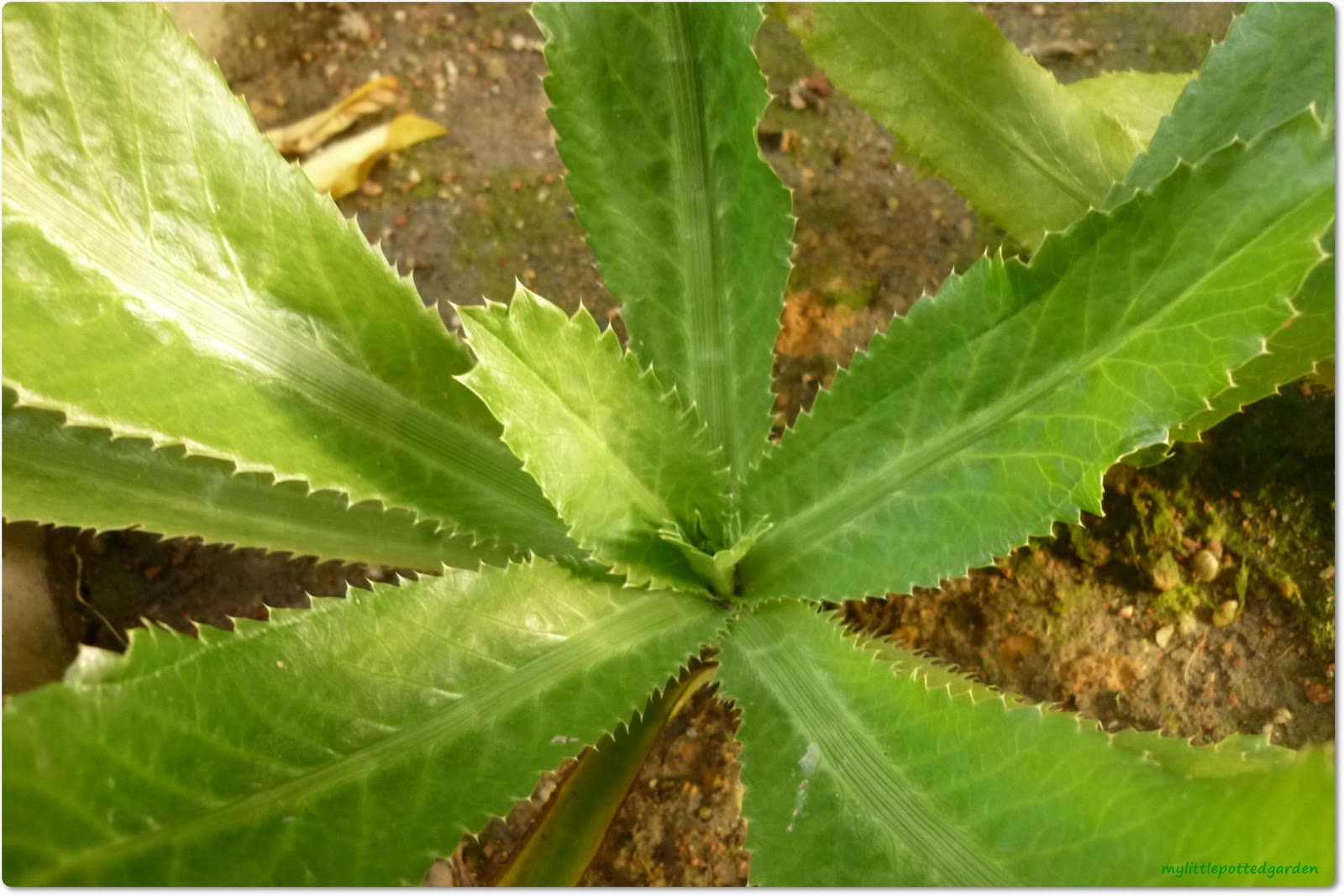 My Little Potted Garden Sawtooth Coriander Seeds
