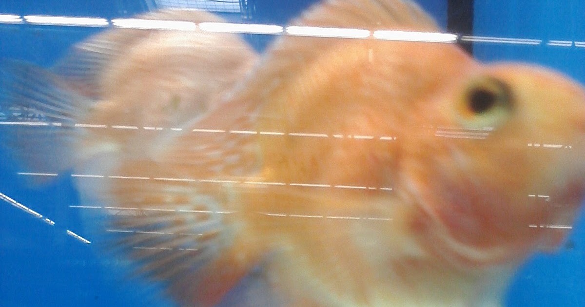 Summer Assignment 2010 Scale from animal w/ 2chambered heart