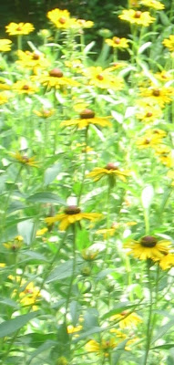 I know, they're not Lantana I know, they're not Lantana