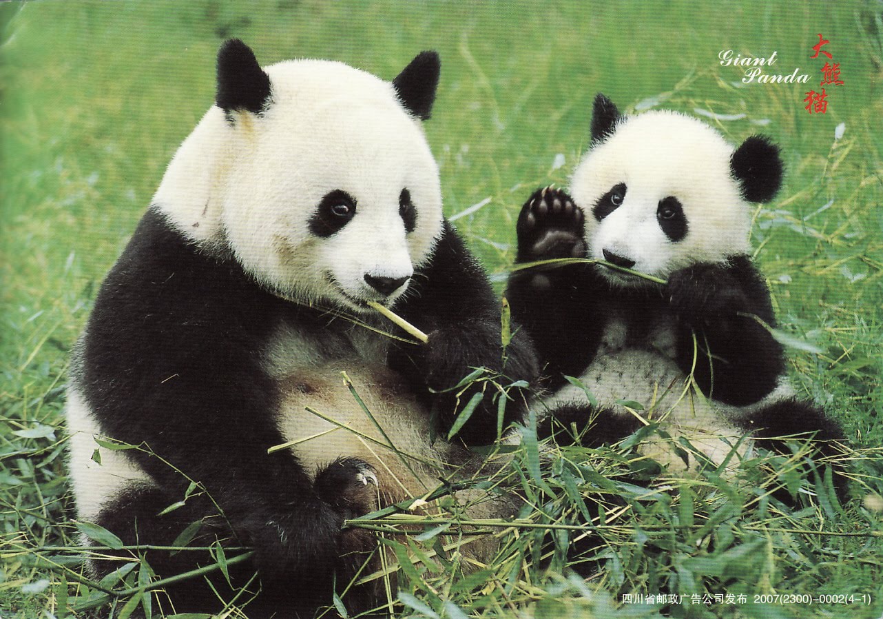 Mirrora's UNESCO WHS Postcards: China. Sichuan Giant Panda Sanctuaries