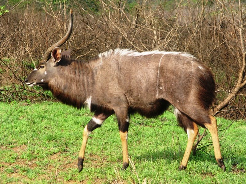 Nyala Male
