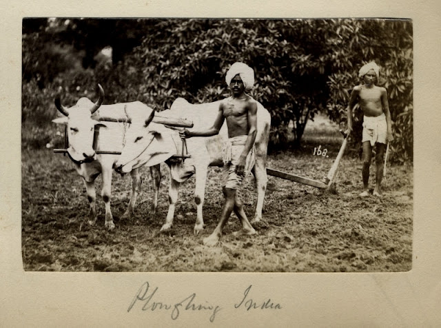 c.1880%2527s+PHOTO+INDIA+PLOUGHING+WITH+BULLOCKS