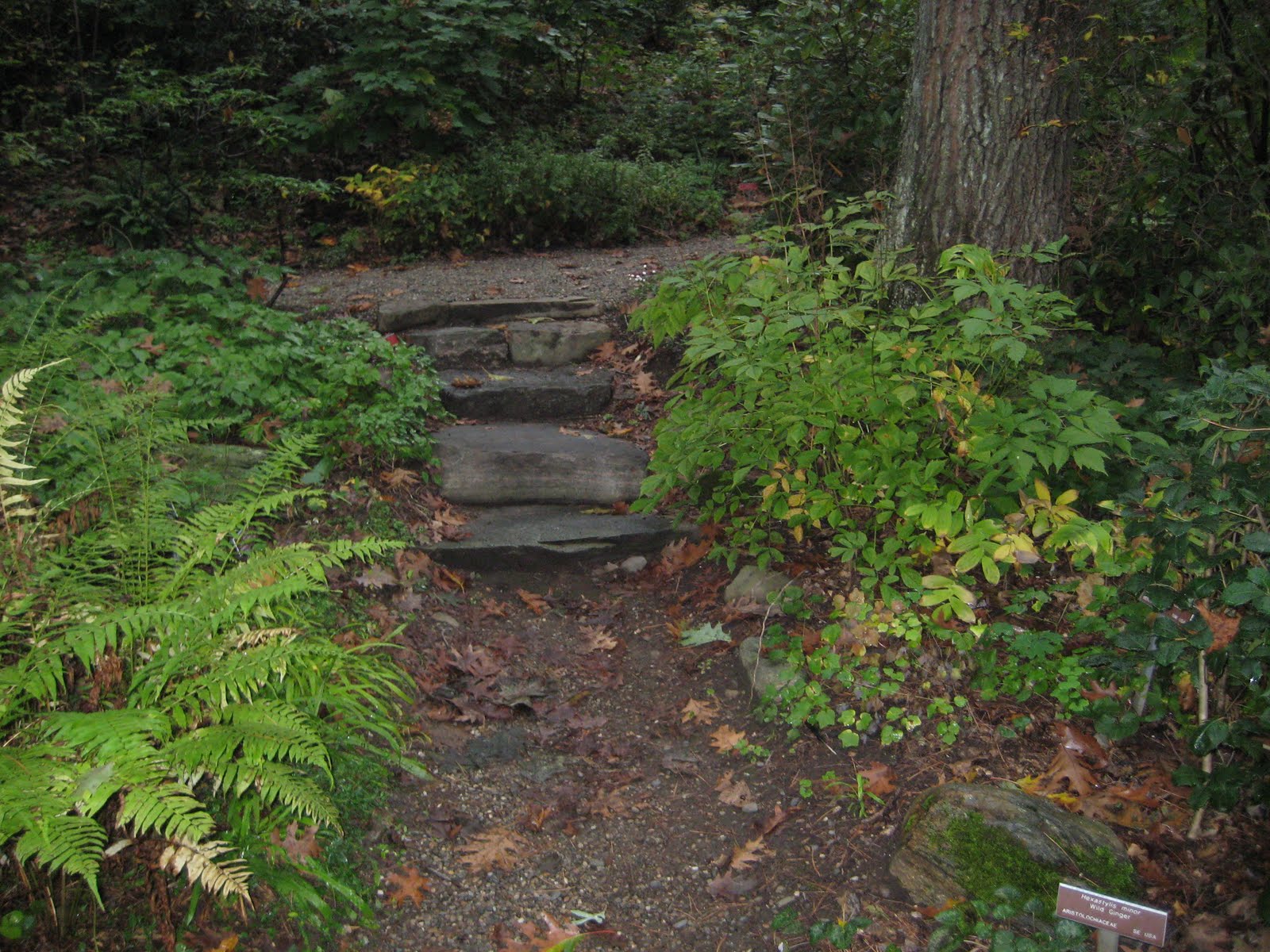 The Gardener's Eye: Garden in t...