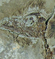 dinosaur fossils