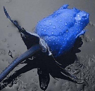 Foto: Gustavo Tisocco (Flores que me regaló para mi cumple mi Sergio)