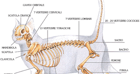 Il collo una tensione muscolare fa male