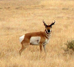 Photograph of Pronghorn Antelope by Darla Sue Dollman