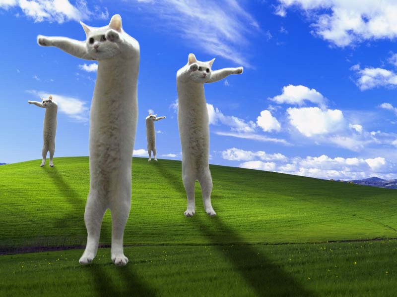 [monday-ZombieCat.jpg]