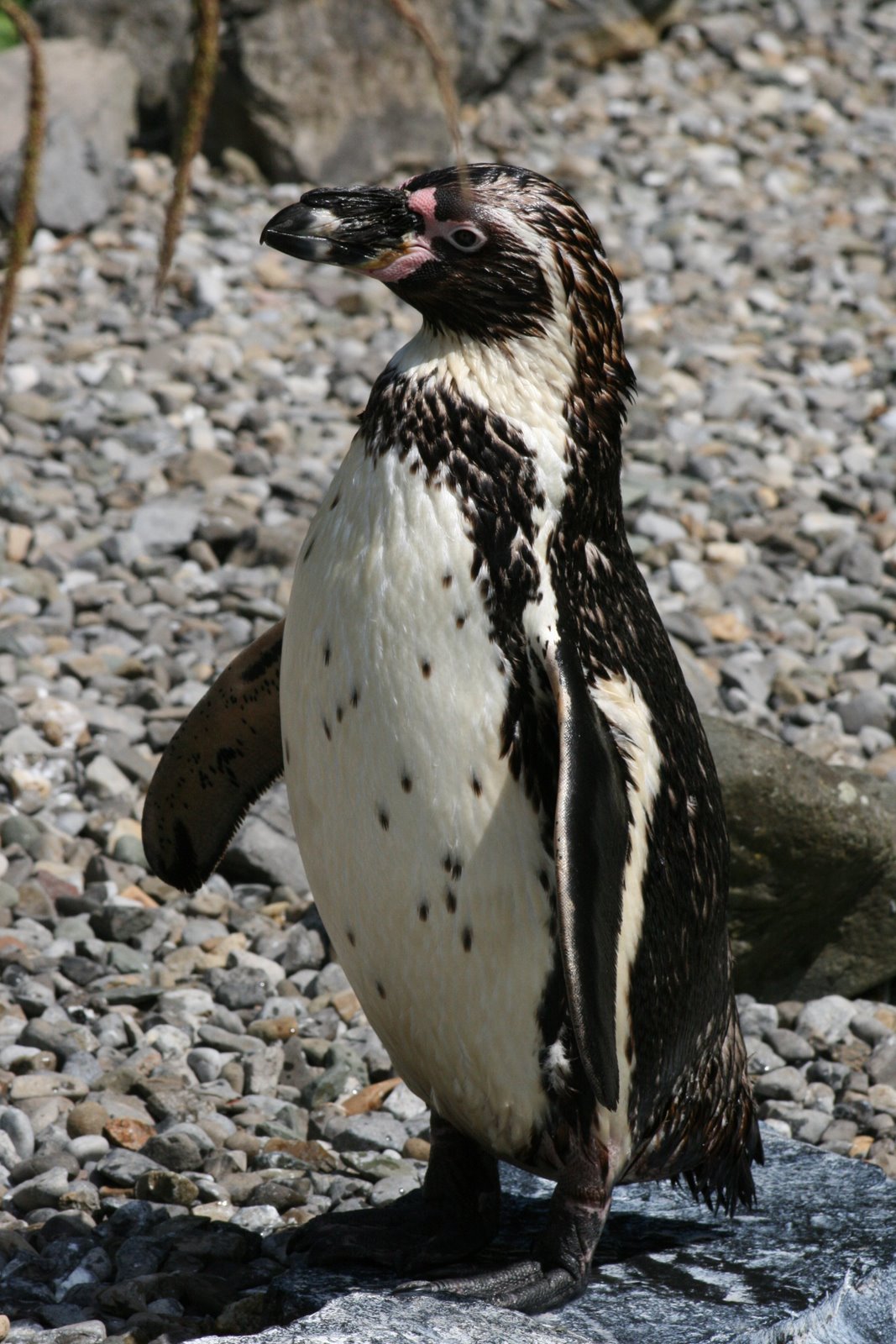 [Zoo++3rd+July+2009+126.JPG]