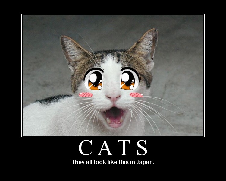 [Anime-Cat.jpg]