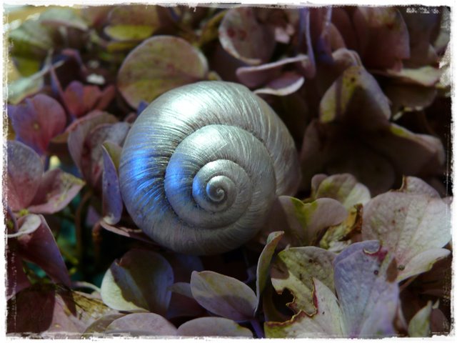 Gwundergarten Schneckenhauschen Snail Shells
