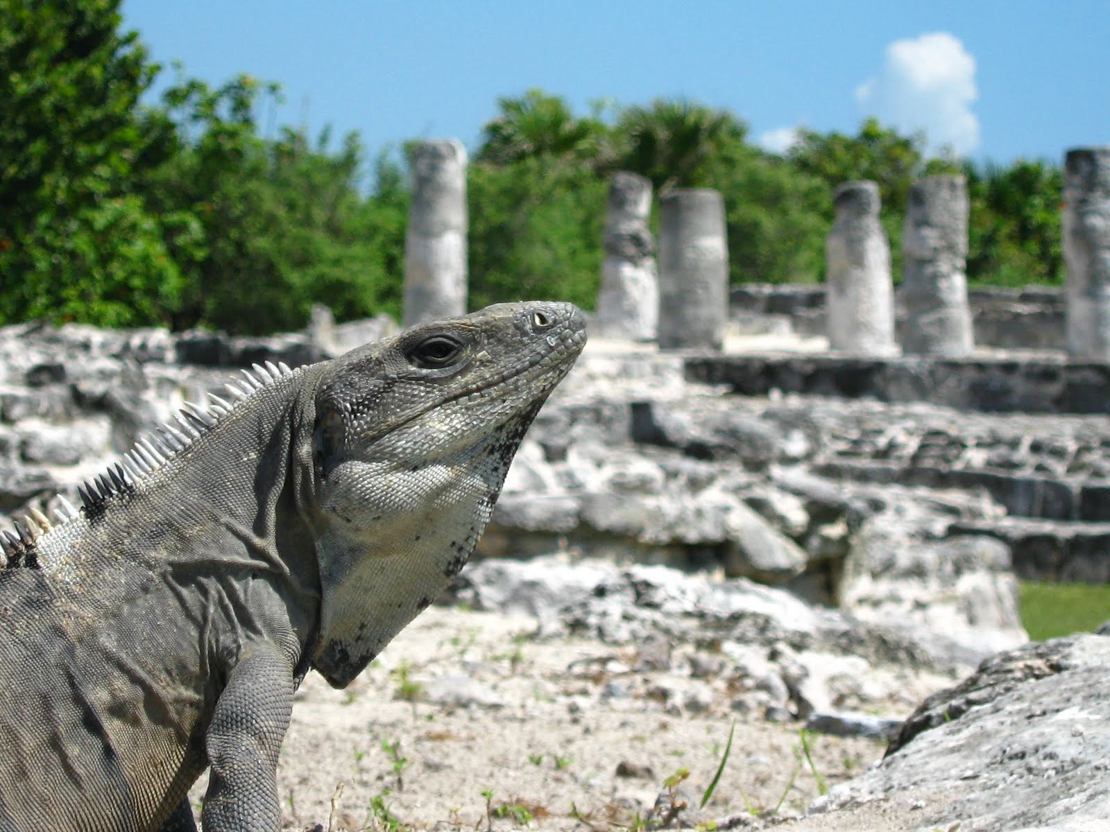 Iguana en la zona de El Meco