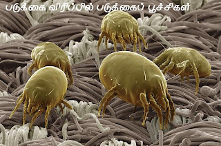 குழந்தைகளின் ஒவ்வாமை மூக்கால் வடிதல் Dust+mites+in+bed+linen+n