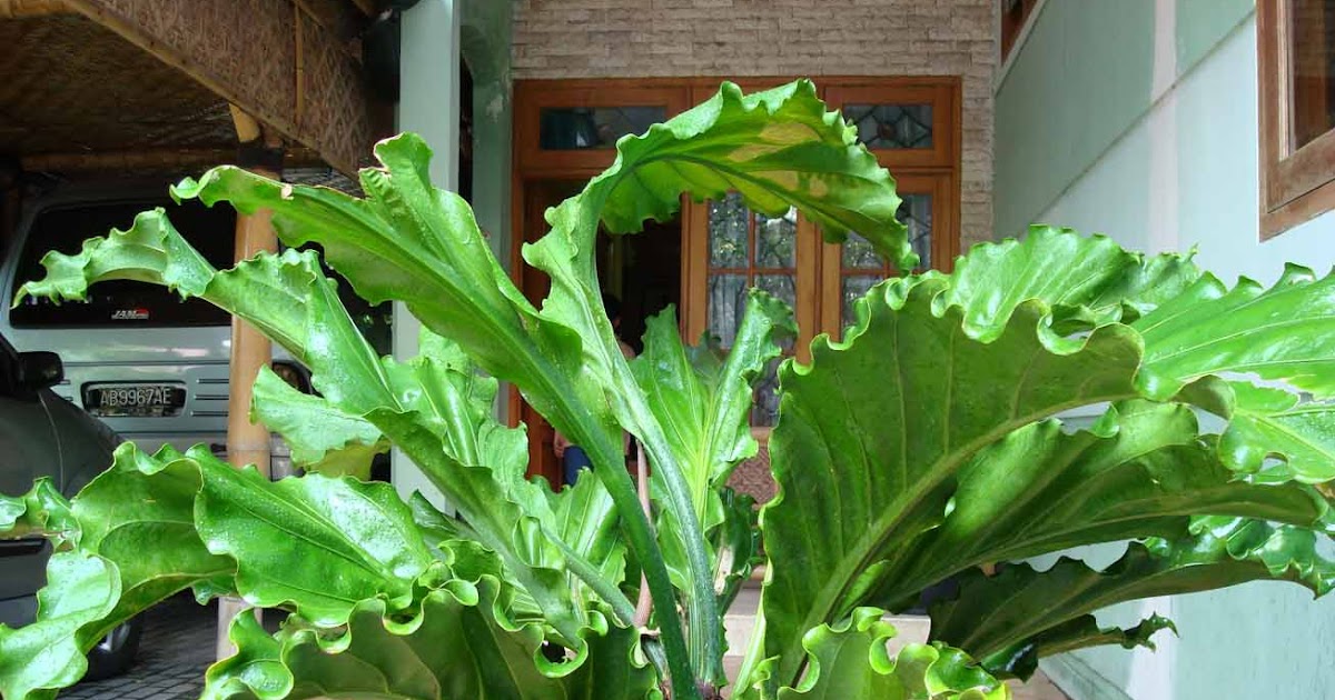 tanaman hias: TANAMAN HIAS