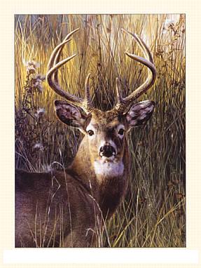 Deer Hunting Deer Hunting