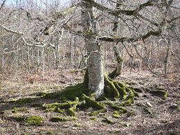 plantación del deseo