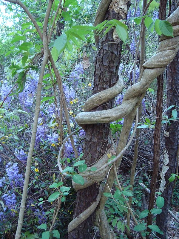 Catching The Moon Weaving My Life Wisteria Hysteria