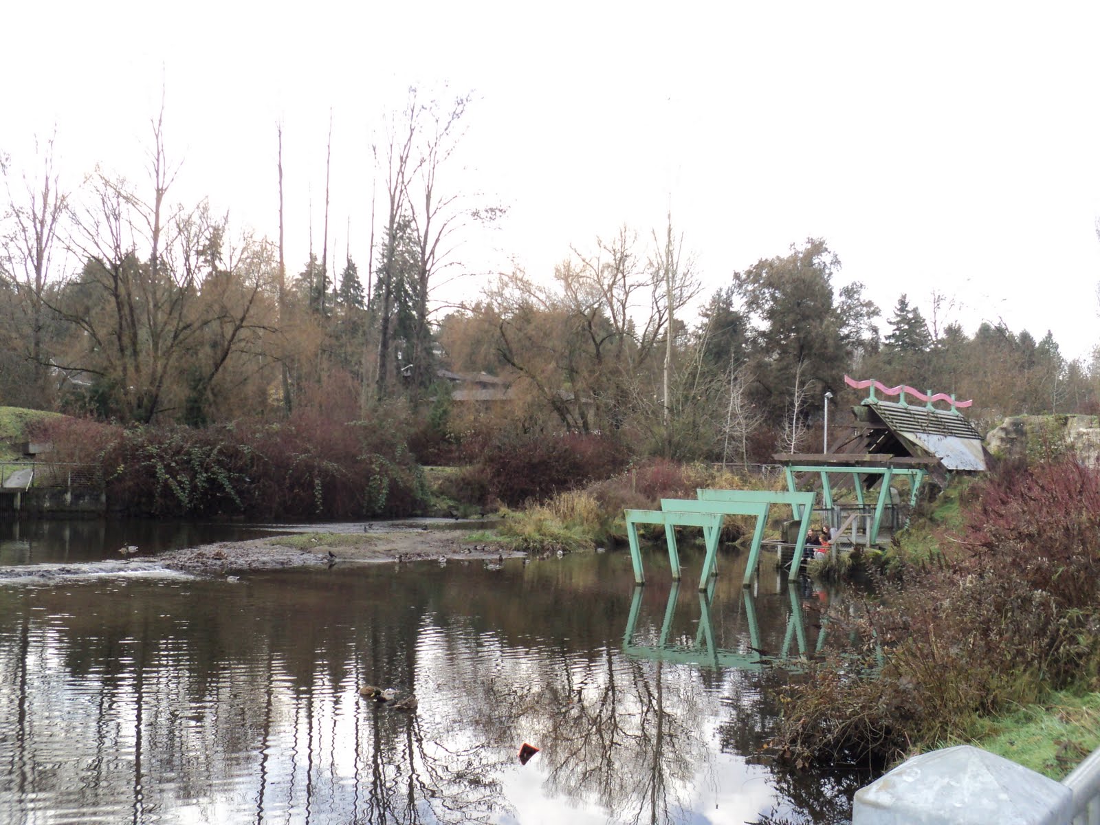Walking Seattle Neighborhoods Meadowbrook Pond