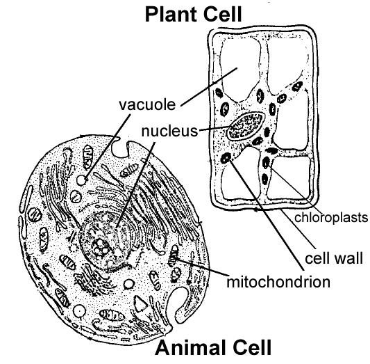 Are you more like an animal cell or a plant cell? Why? Microscopes and Cells