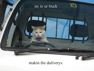 Cat Driving To Work Meme Cat Driving To Work Meme