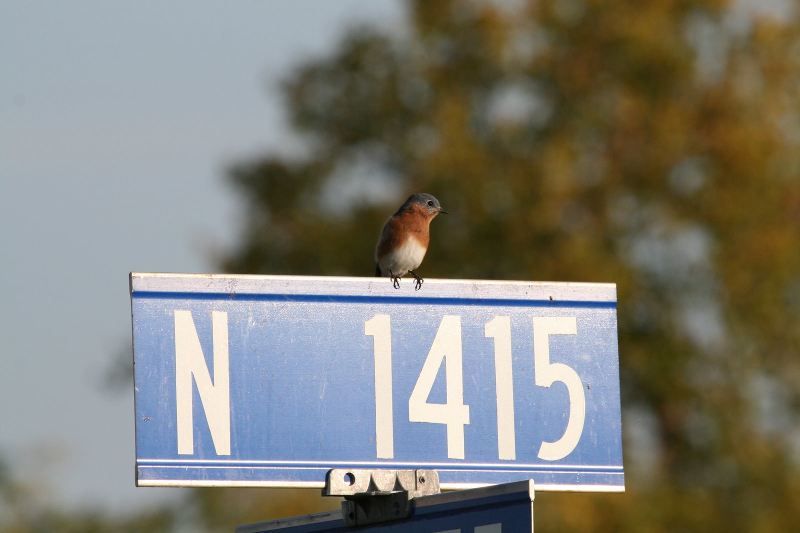 [BluebirdofN1415.jpg]