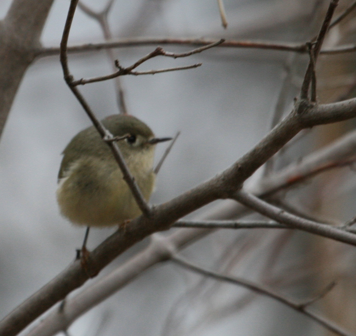 [rubycrownedkinglet.jpg]