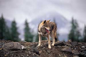 [EarthJusticeWolf.jpg]