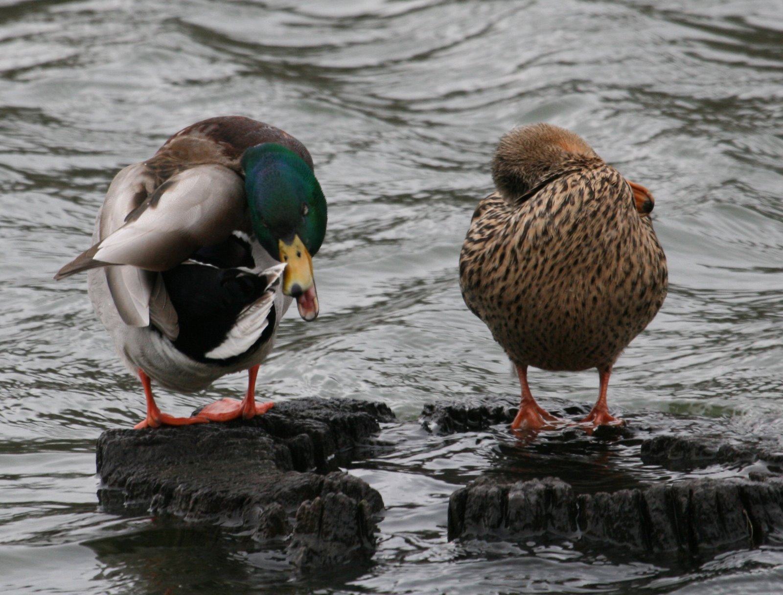 [MallardCouple3.jpg]