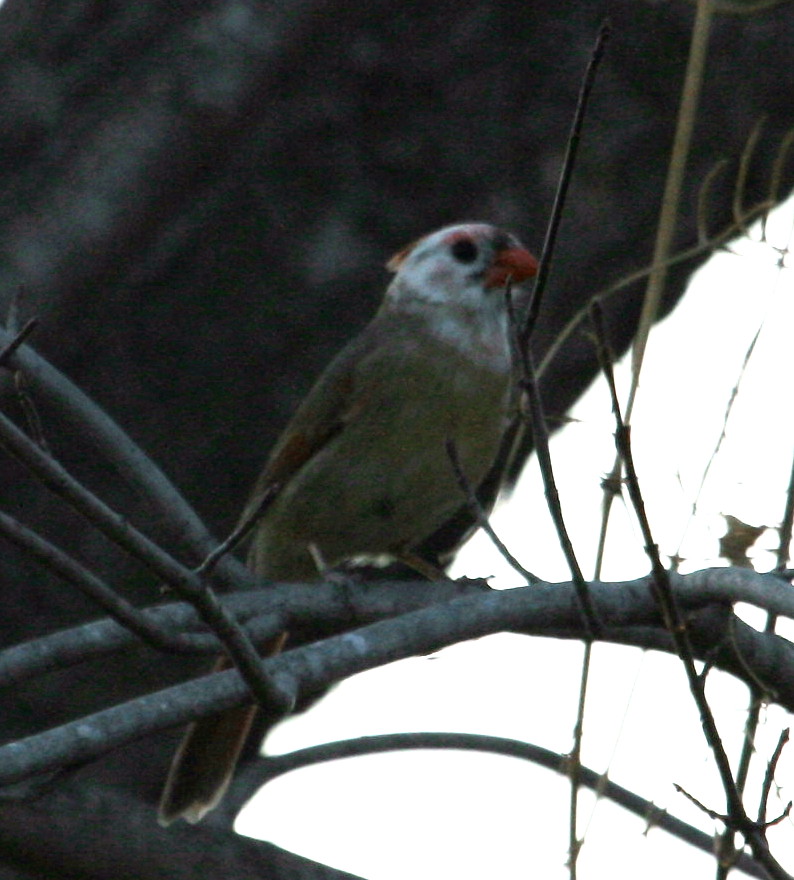 [InterestingCardinal.jpg]