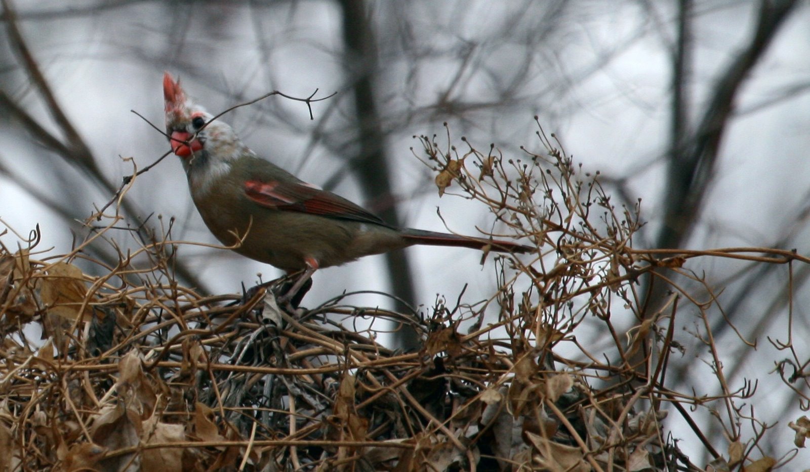 [whiteheadedcardinal5.jpg]