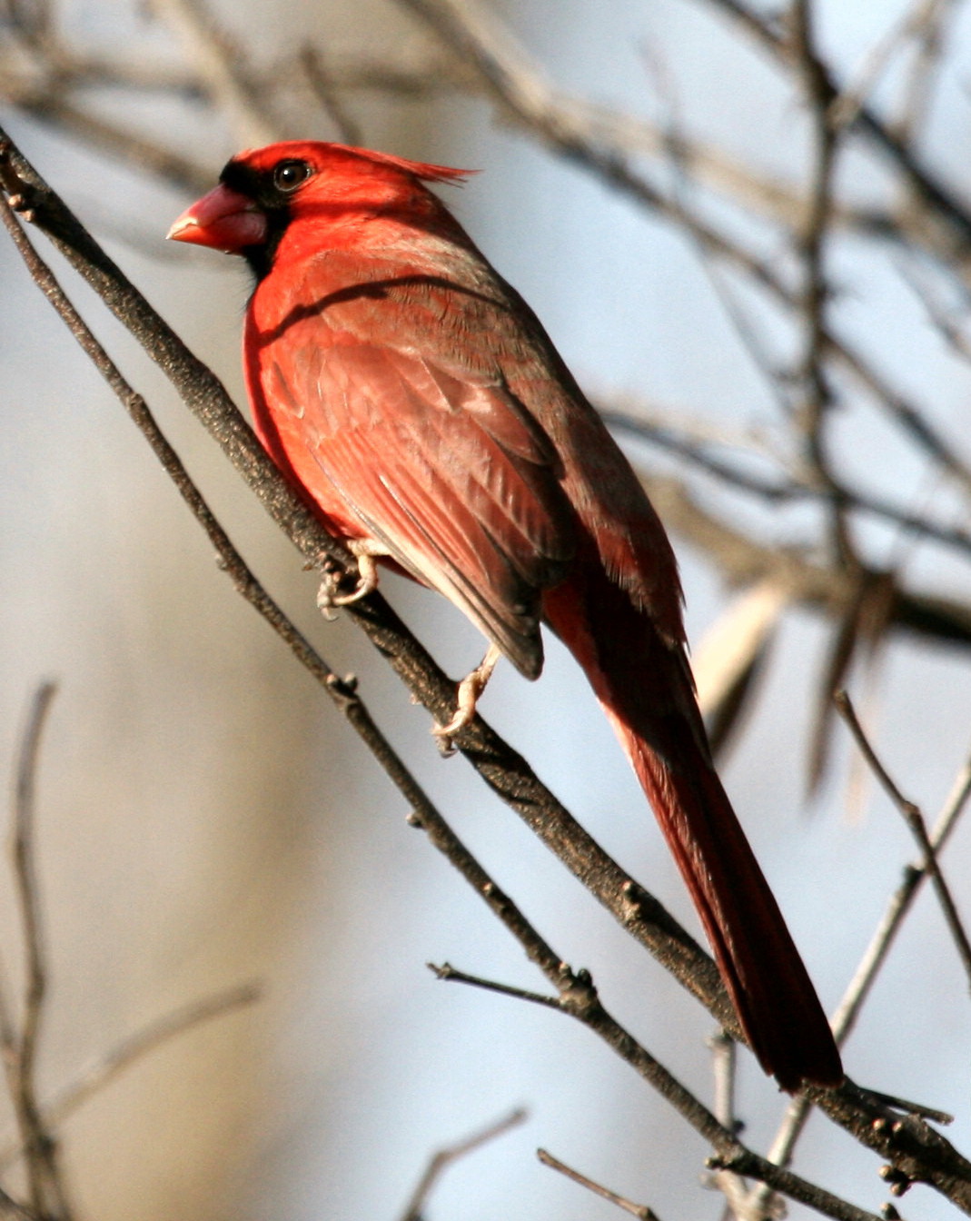 [whiteheadedcardinalMate.jpg]