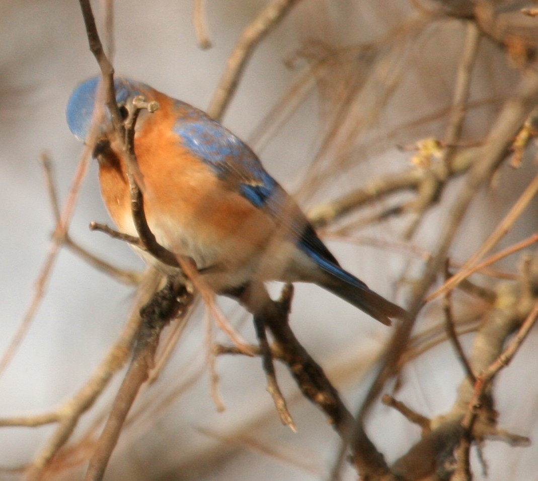 [bluebirdhiding.jpg]