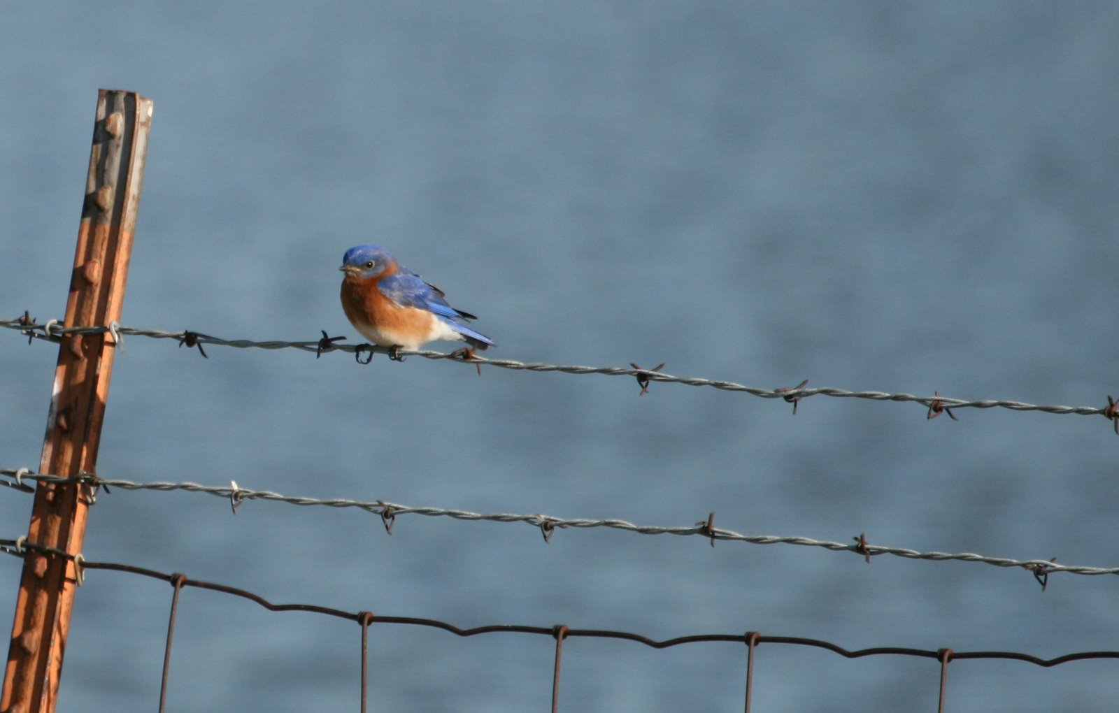 [BluebirdOnBarbwire.jpg]