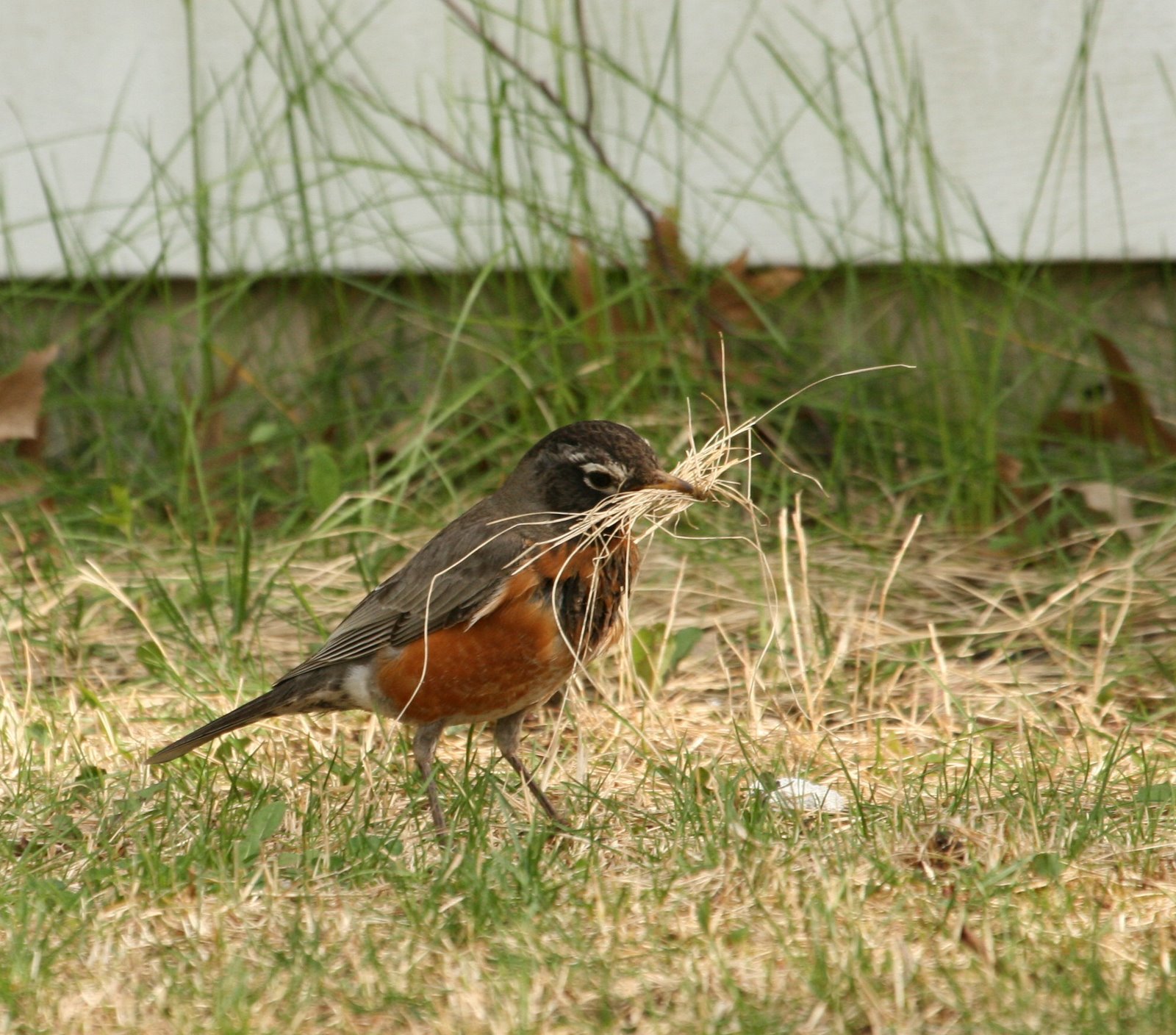 [RobinGatheringNestMaterials7.jpg]