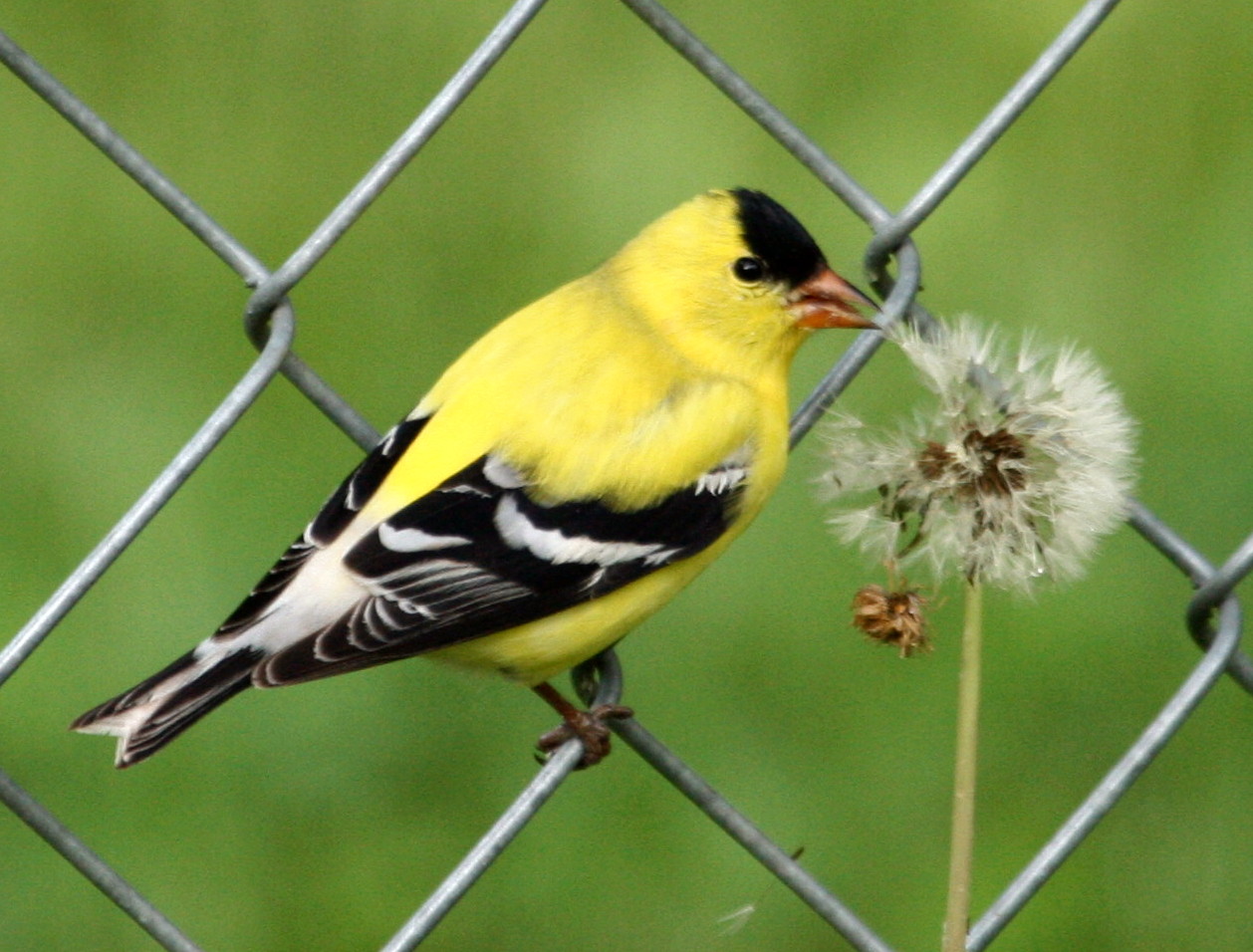 [goldfinchlikesdandelion.jpg]