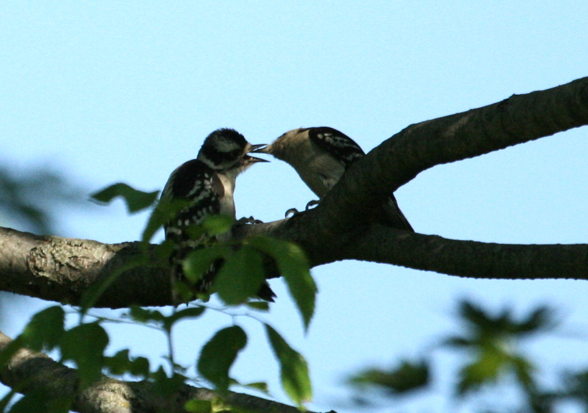 [woodpeckerparentchild1.jpg]