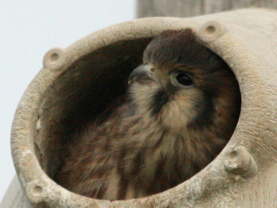 [babykestrel2.jpg]