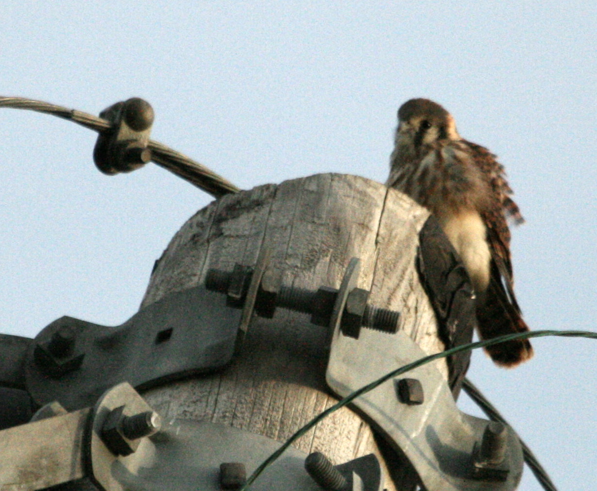[kestrel2June12_09.jpg]