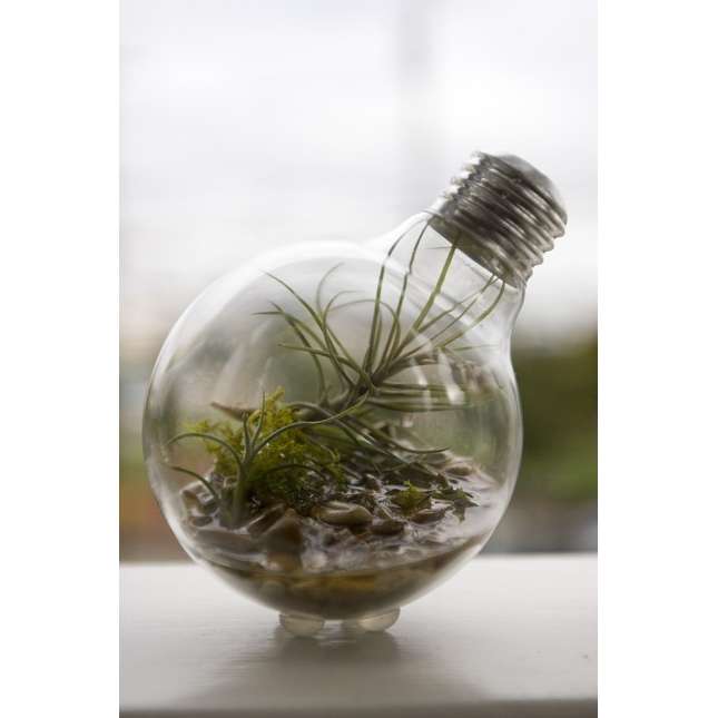 Plant Terrarium