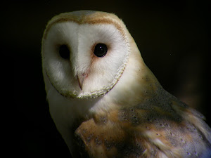 Barn Owl