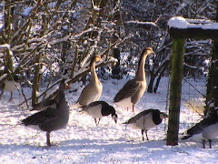 Geese in the wintry conditions