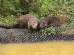 Carmen and her other cub